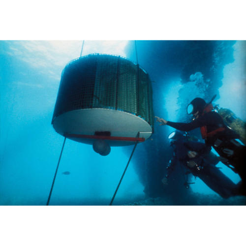 California Marine Associates’ Abalone Cage Suspended Below Platform Holly 40 feet